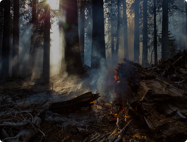Sunlight through smoky forest with small wildfire