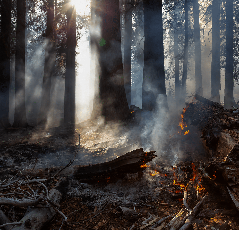 Incêndio florestal em chamas em floresta densa com raios de sol