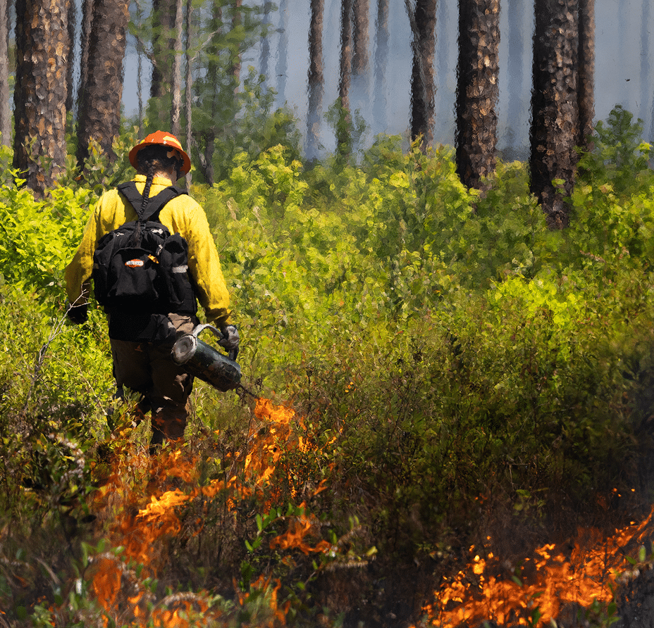 Pompiers effectuant une brûlure contrôlée en forêt