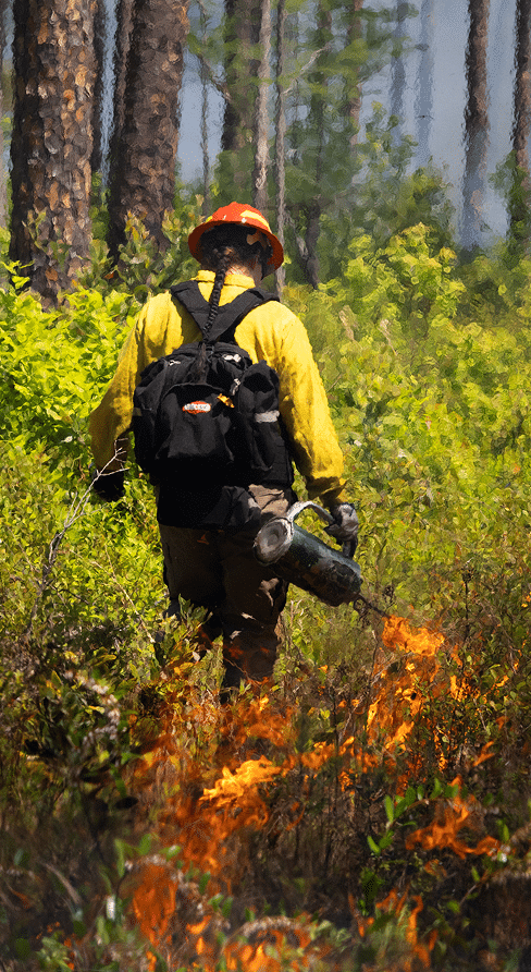 Pompiers effectuant une brûlure contrôlée en forêt