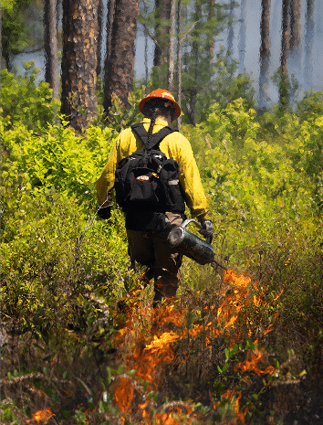 Pompiers effectuant une brûlure contrôlée en forêt